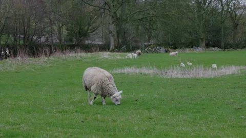 Sheep grazing in a field Vídeo Stock 270235752