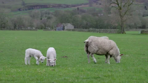 Sheep grazing in a field Vídeo Stock 270235772