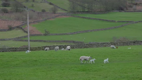 Sheep grazing in a field Vídeo Stock 270235819