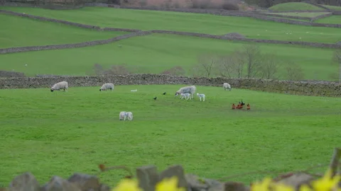Sheep grazing in a field Vídeo Stock 270235825