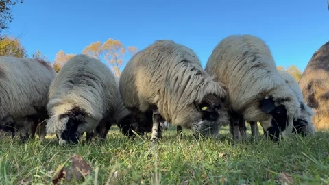 Sheep grazing in the field Stock Footage 289275728