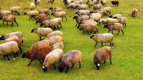 Sheep Grazing in Field Stock Footage 323142223