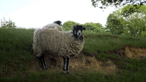 Sheep grazing in a field HD stock footage Stock Footage