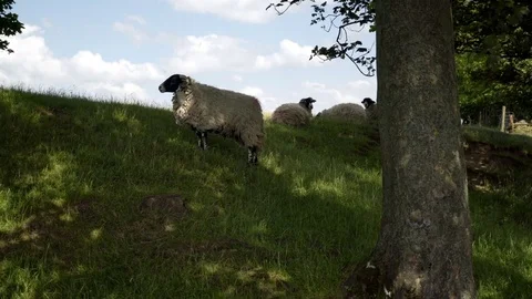 Sheep grazing in a field HD stock footage Stock Footage