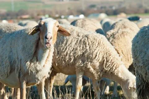 Sheep grazing in the field. Stock Photos