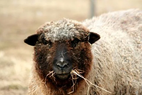 Sheep grazing in a field Stock-Fotos