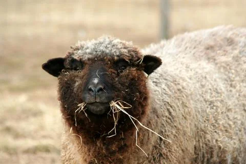 Sheep grazing in a field Stock Photos