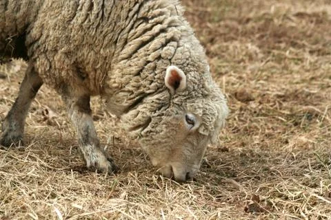 Sheep grazing in a field Stock Photos