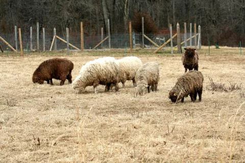 Sheep grazing in a field Stock Photos