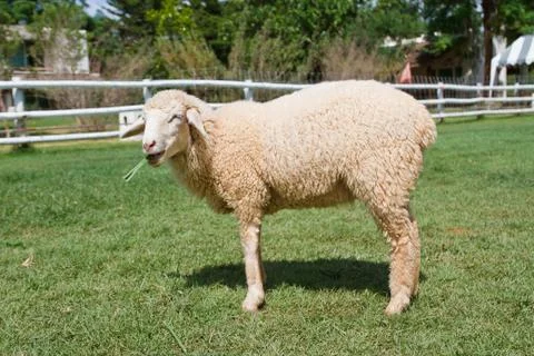 Sheep grazing in a field. Photos