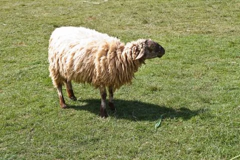 Sheep grazing in a field. 스톡 사진