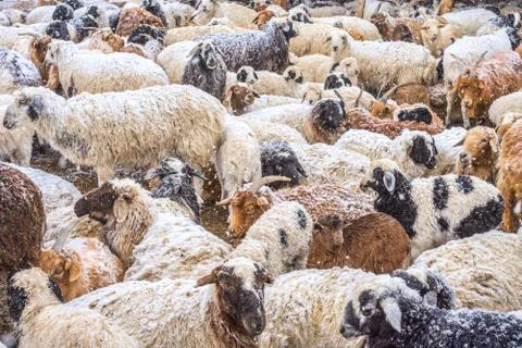 Sheep grazing on field Stock Photos