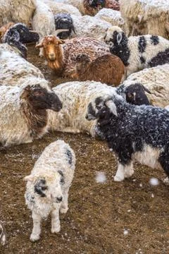 Sheep grazing on field Stock Photos