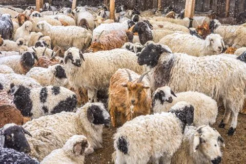 Sheep grazing on field Stock Photos