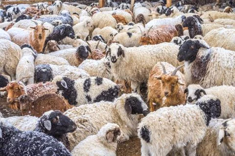 Sheep grazing on field Stock Photos