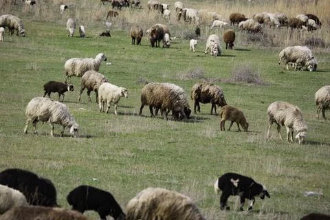 Sheep grazing in the field Stock Photos