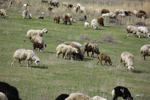 Sheep grazing in the field Stock Photos