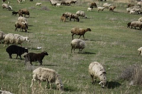Sheep grazing in the field Foto stock