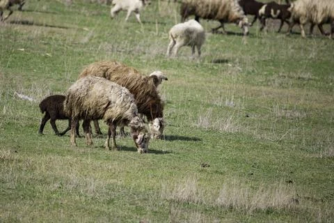 Sheep grazing in the field Stock Photos