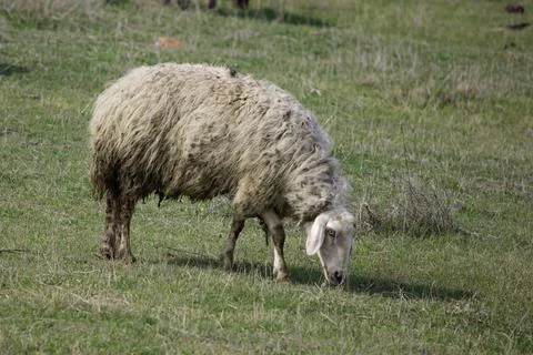 Sheep grazing in the field Stock-Fotos