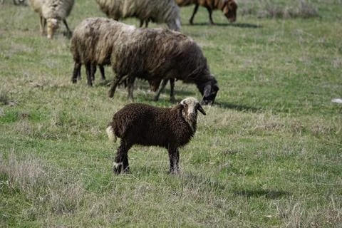 Sheep grazing in the field Stock Photos