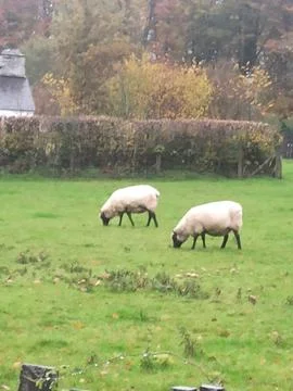 Sheep grazing in a field Stock Photos