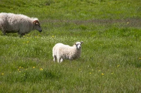 Sheep grazing in field of spring grass Stock Photos