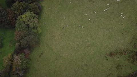 Sheep grazing in fields, aerial drone, farmland, trees Stock Footage 327243760