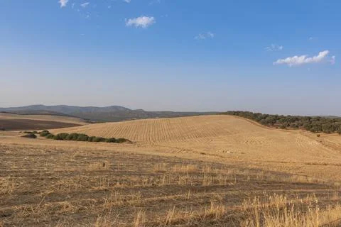 Sheep grazing fields and cereal cultivation 스톡 사진