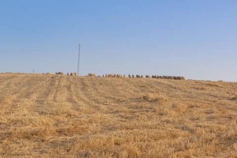Sheep grazing fields and cereal cultivation 스톡 사진