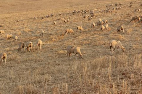 Sheep grazing in the fields of Andalusia Stock Photos