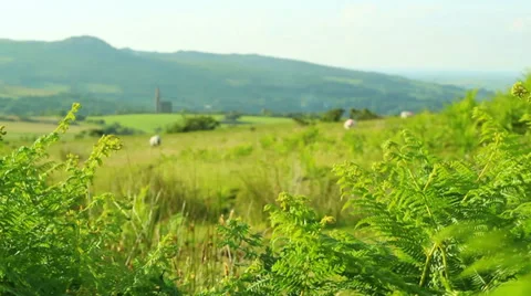 Sheep grazing focus pull 스톡 동영상 39890274