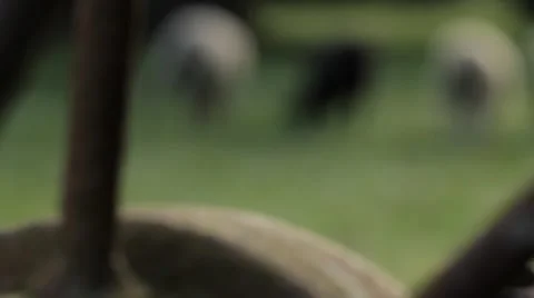 Sheep grazing with a focus pull to old farm equipment Stock Footage 59123417