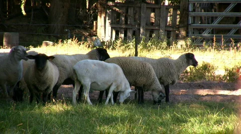 Sheep Grazing Stock Footage 77023