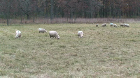 Sheep Grazing Stock Footage 281790