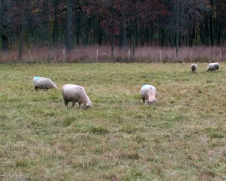 Sheep Grazing Stock Footage 284817