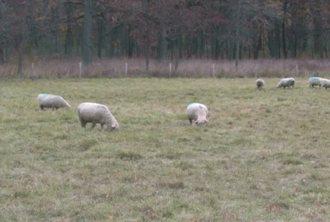Sheep Grazing Stock Footage 285197
