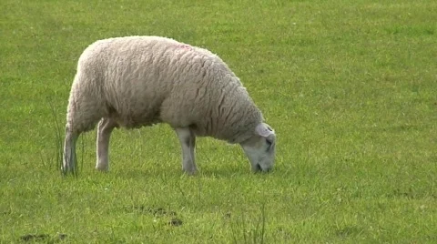 Sheep Grazing Video stock 319712