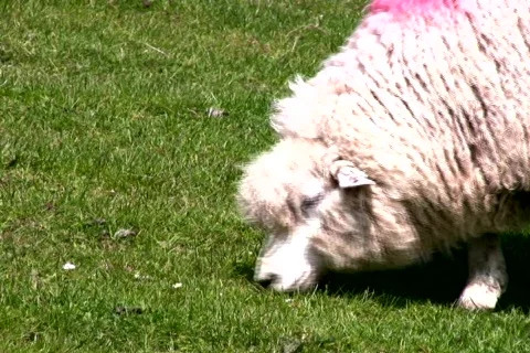 Sheep is grazing Stock Footage 632050