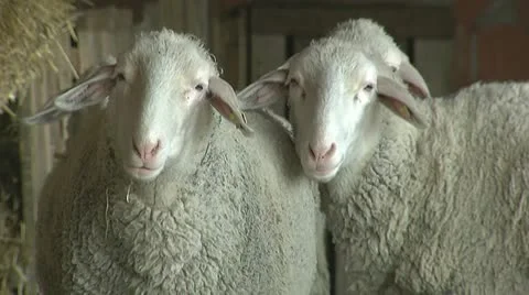 Sheep grazing Stock Footage 8874546