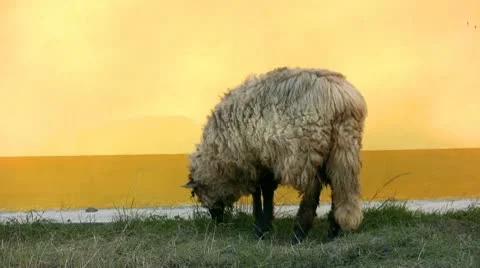 Sheep grazing Stock Footage 10606044
