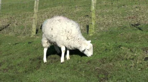 Sheep Grazing Video stock 10712923