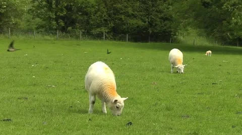 Sheep grazing Stock Footage 11242003