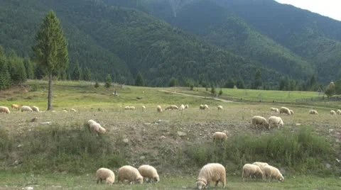 Sheep grazing Vídeo Stock 11527941