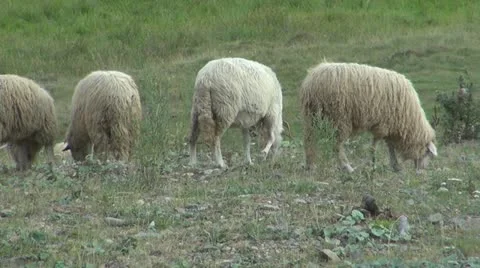Sheep grazing Stock Footage 11527947