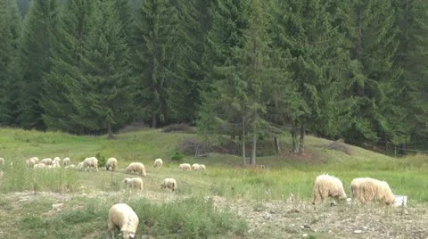 Sheep grazing Stock-Footage 11527960
