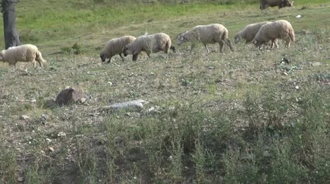 Sheep grazing Stock-Footage 11547362
