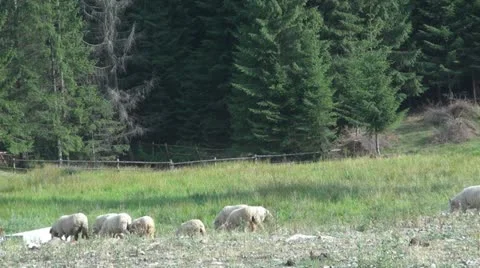 Sheep grazing Vídeos de archivo 11548248