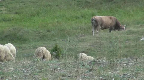 Sheep grazing Stock-Footage 11548988