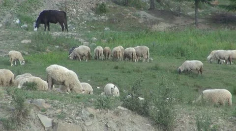 Sheep grazing Stock Footage 11549459